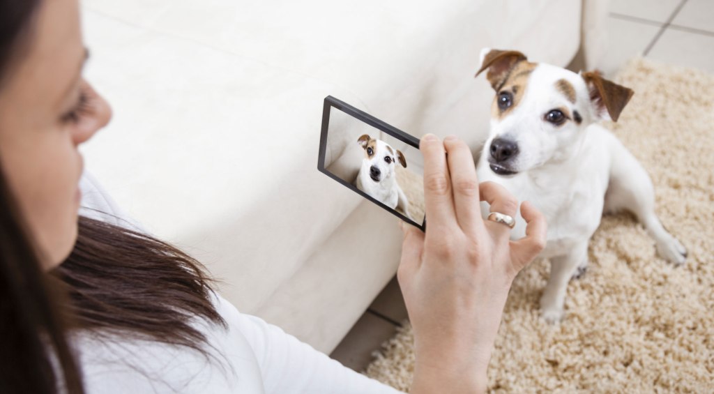 Las mejores aplicaciones y accesorios para&nbsp;mascotas