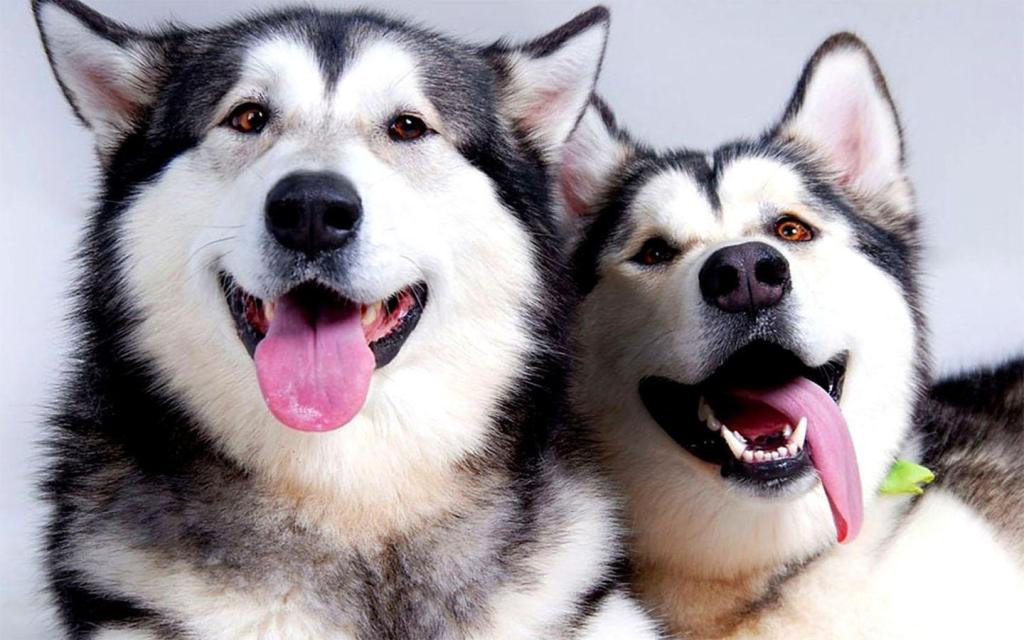 Apps para los amantes de los&nbsp;perros